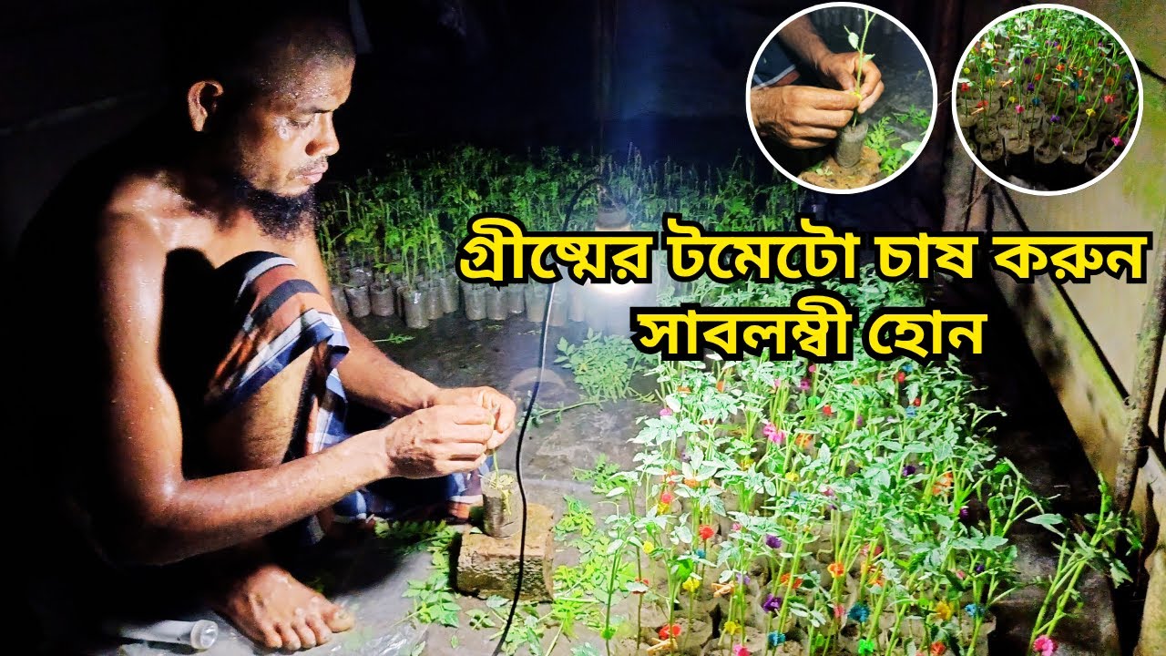 হেলিম ভাই এবার ১০০০০ গ্রীষ্মের টমেটো চারা করবেন || summer tomato || tomato || Bangladesh Agro LTD.
