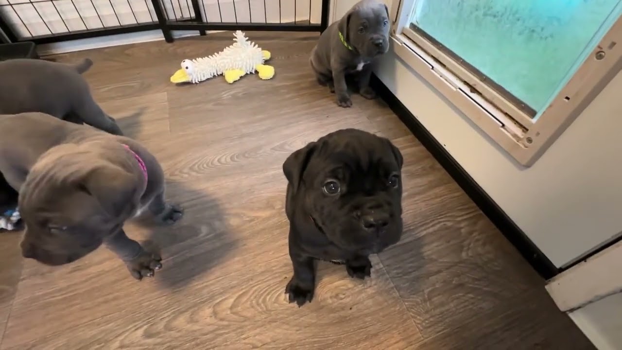 N Litter. 5 Weeks.