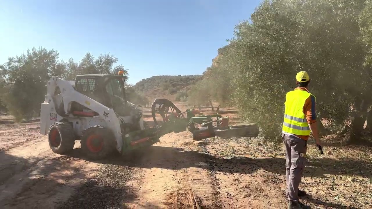 Bobcat A300 vibrando olivos con pinza  Martin Bohorquez c60