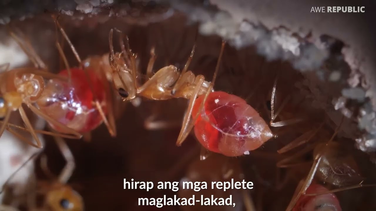 Langgam, kinakain nila?