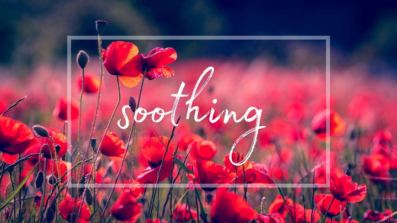 Poppy Fields • 10 Hours of Ambient Music for DEEP Sleep, Study, Calming, or Meditative Needs • Zen