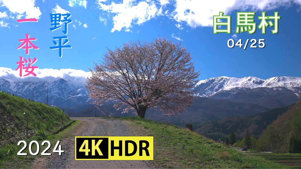 2024 白馬村野平の一本桜(4K-HDR) A Single Cherry Tree At Nodaira In Hakuba Village (UHD-HDR)