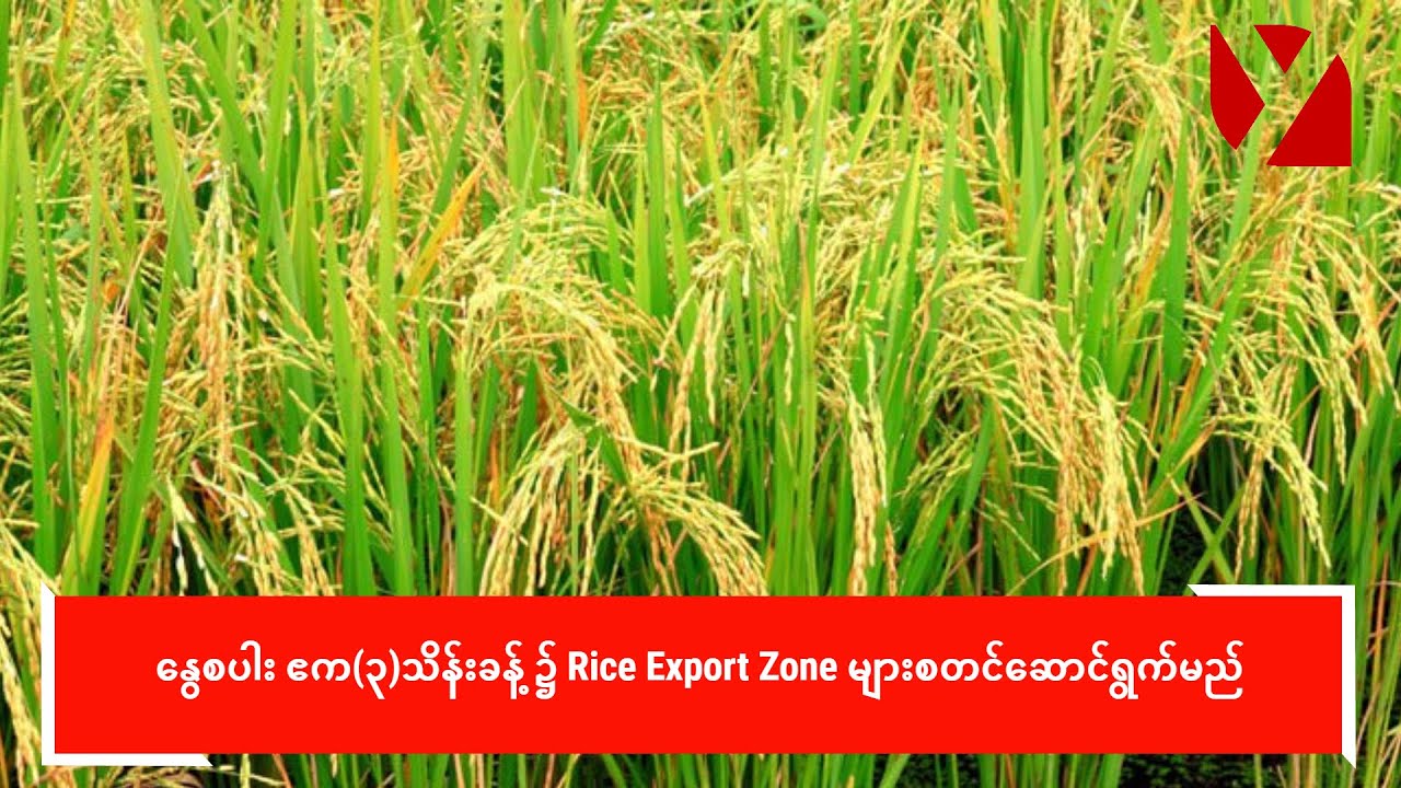 နွေစပါး ဧက(၃)သိန်းခန့် ၌ Rice Export Zone များ စတင်ဆောင်ရွက်မည်