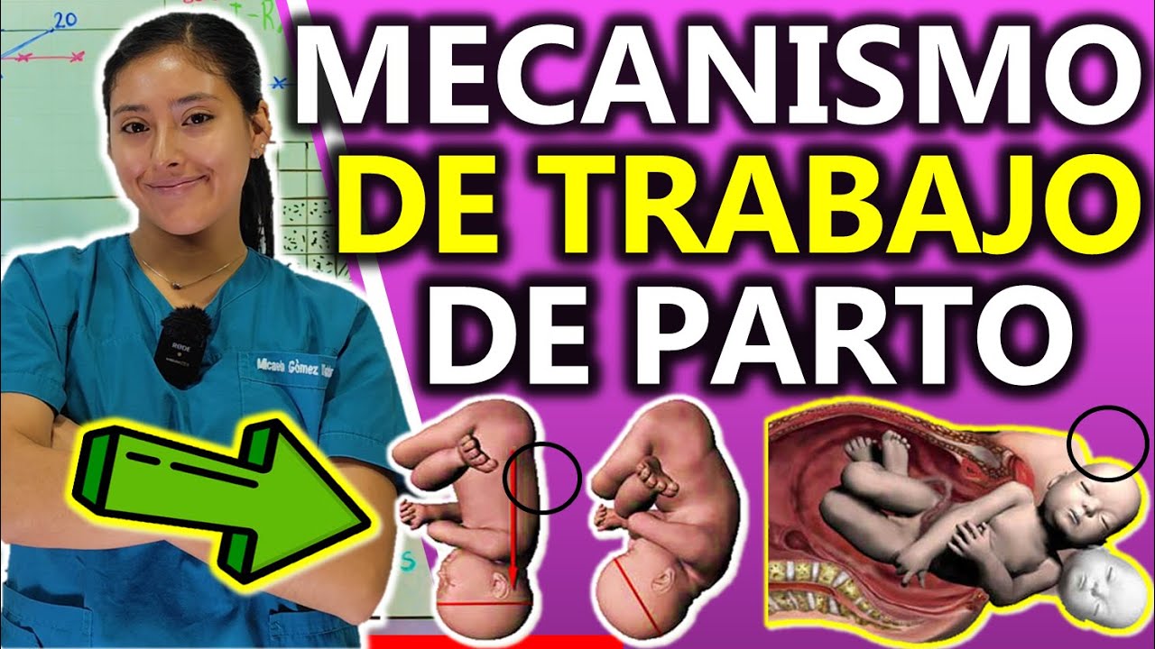 MECANISMO DE TRABAJO DE PARTO 6 TIEMPOS | GuiaMed
