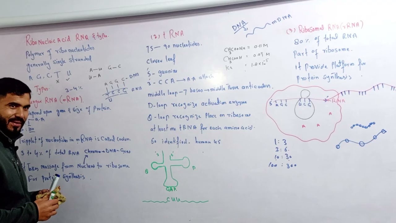 Updated Types of RNA, mRNA, tRNA, rRNA