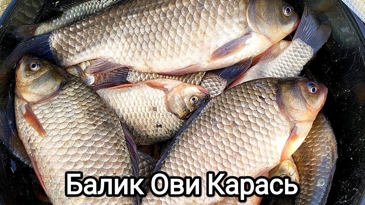 Karas Baliq ovi. Карась Балик ови.