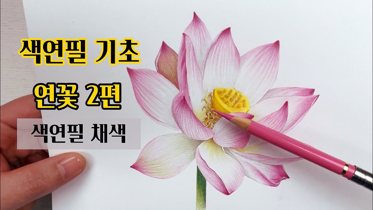 색연필기초/ 연꽃 2편/색연필 채색편/색연필 보태니컬아트 기초/colored pencils botanical art