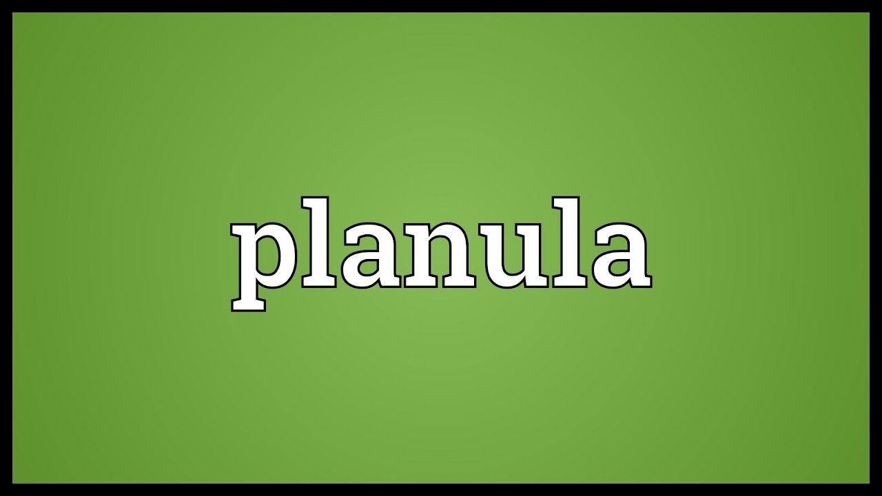 Planula Meaning