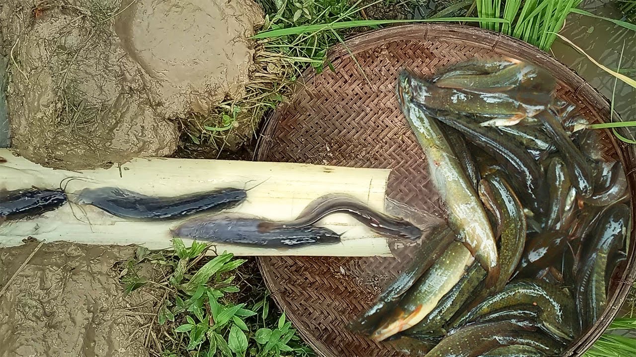Amazing Fishing in Paddy Fields||Fish Catching in Water Flow||Village Best Fishing Unique Techniques