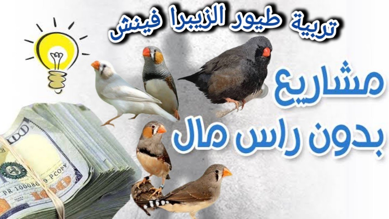 مشروع تربية الفناجس مربح  (@4-G040 )