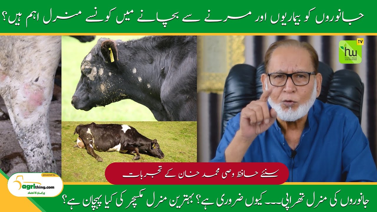 جانوروں کی منرل تھراپی۔۔۔ کیوں ضروری ہے؟ بہترین منرل مکسچر کی کیا پہچان ہے؟