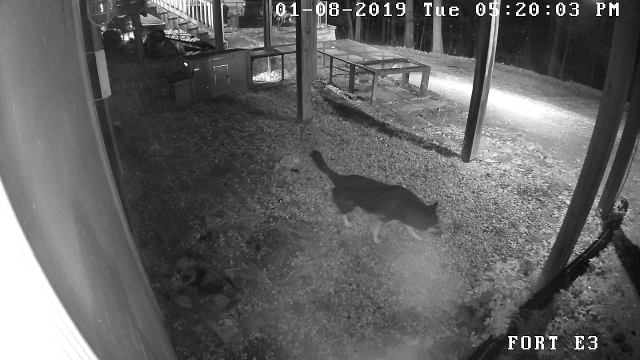 red fox trying to eat chickens but german shepherds save the day