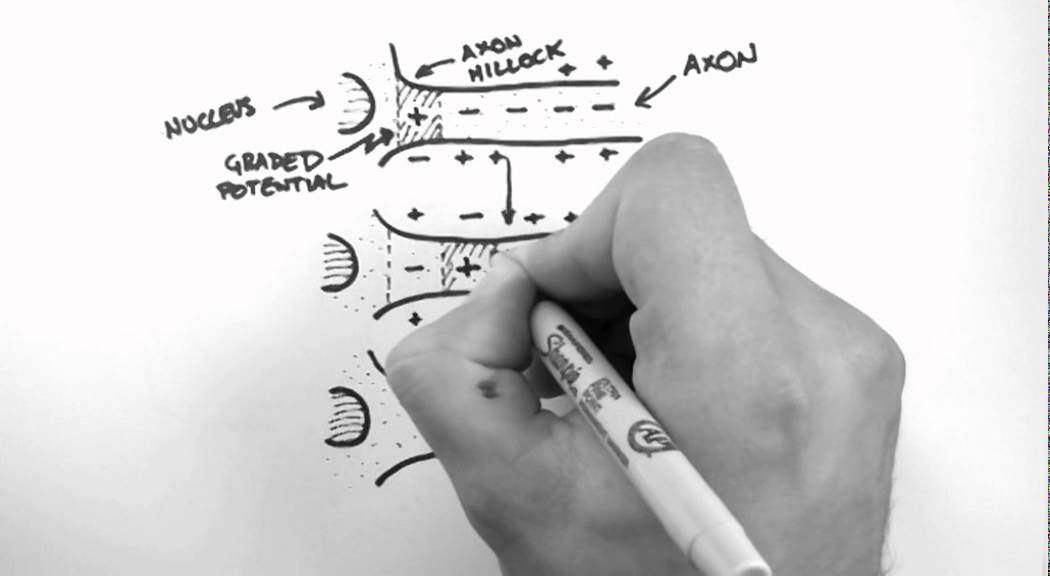Action Potentials 3 - Action Potential Propagation