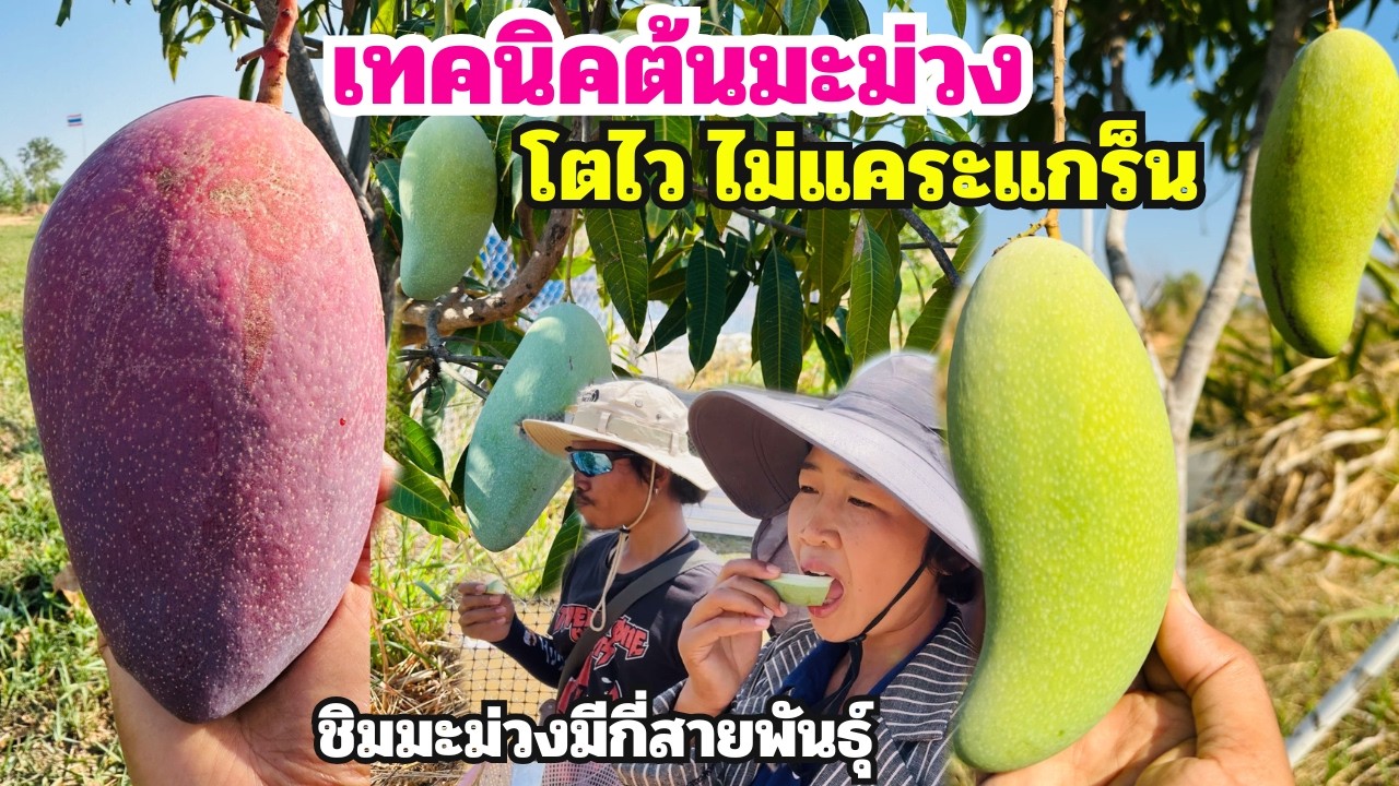 เทคนิคให้ต้นมะม่วงโตไว ไม่แคระแกร็น บ้านสวนทำทันทีมีมะม่วงกี่สายพันธุ์⁉️ 2 พี่น้องเดินชิมทีละต้น