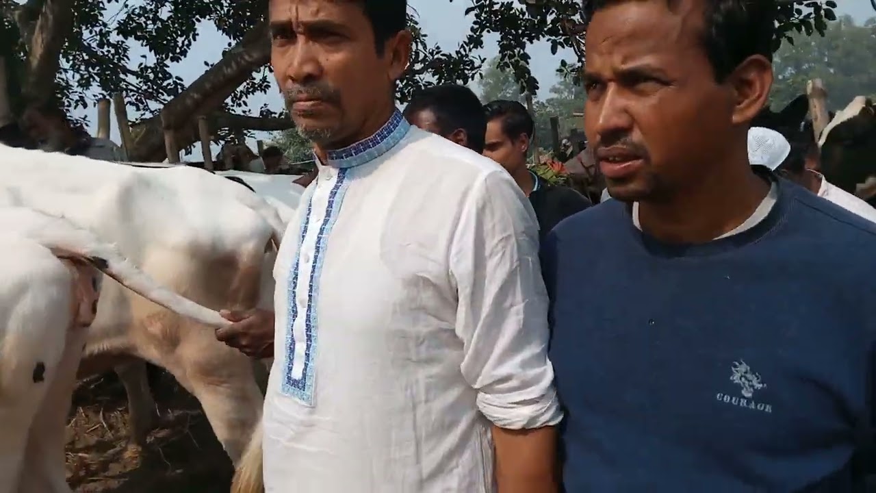 পাবনা জেলা বেড়া চতুরহাট ভালো মানের বকনা বাছুর 🐄 global sihab vlog #vairalvideo 