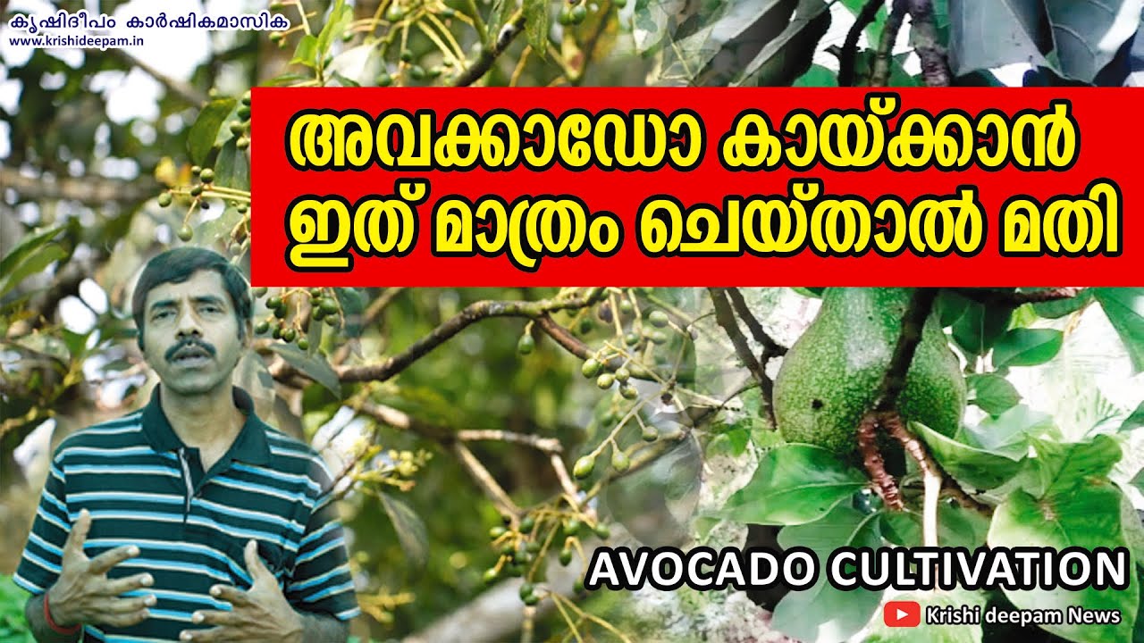 അവക്കാഡോ കായ്ക്കാൻ ഇത് മാത്രം ചെയ്താൽ മതി | AVOCADO CULTIVATION