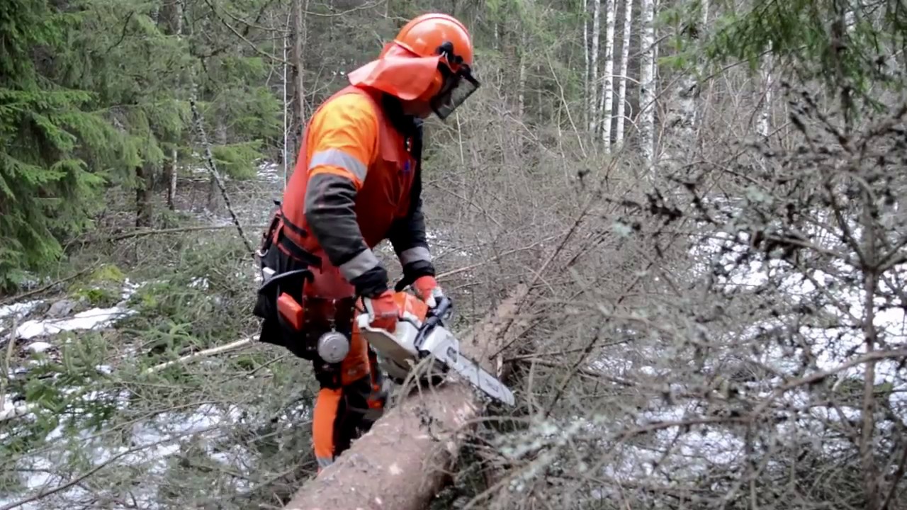 Kvistning av träd