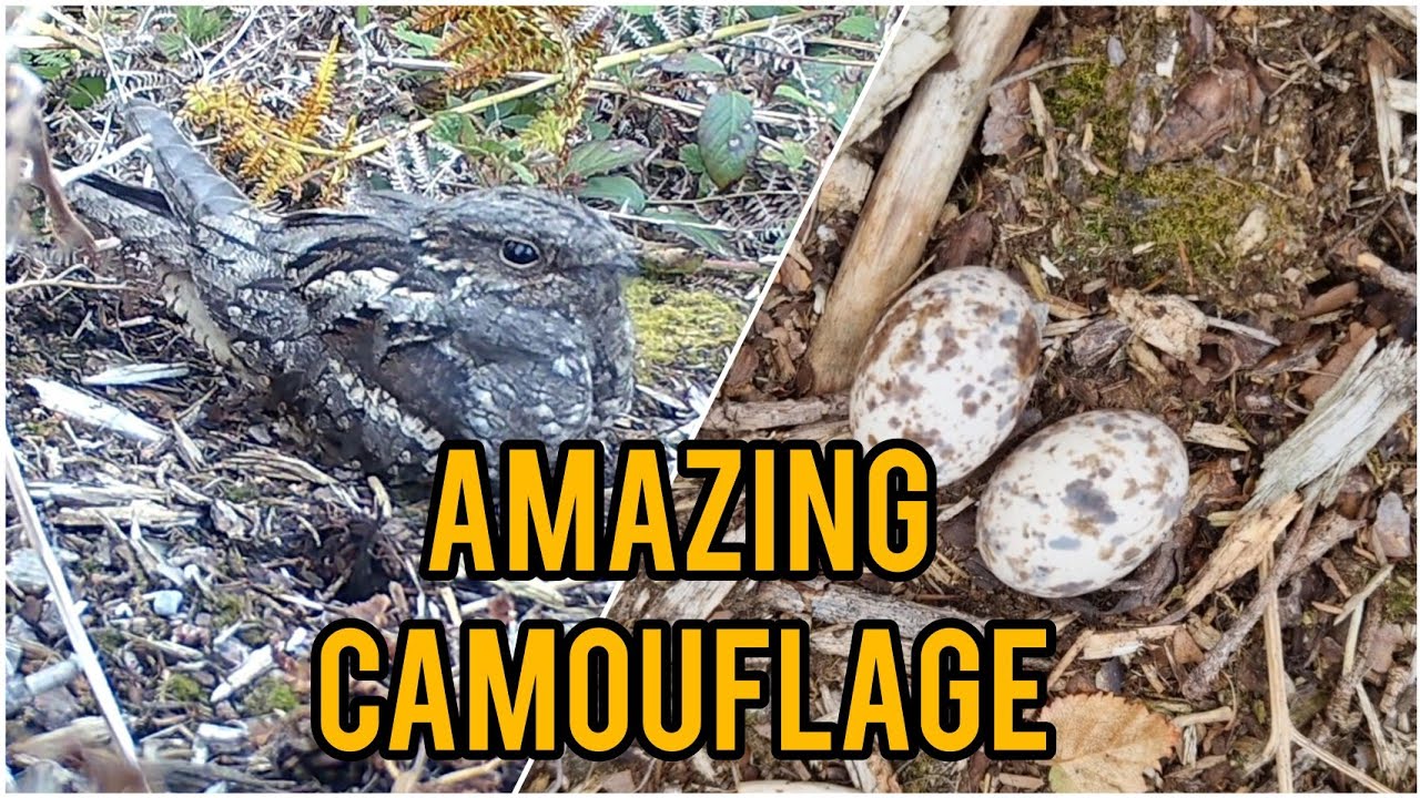 NIGHTJAR NEST! | Stonechats & MORE! | Bird Nesting 2025 | Part 8