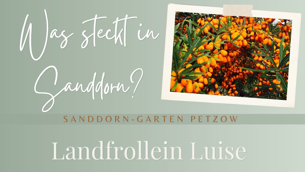 Sanddorn, das unterschätzte Superfood, Rezeptanregungen und Sanddornernte - LandFrauen