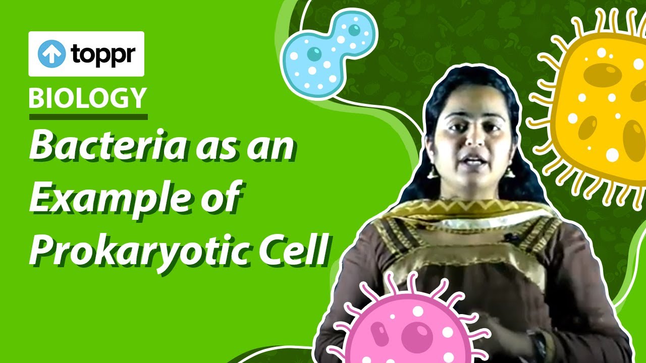 Bacteria as an Example of Prokaryotic Cell | Cell - The Unit Of Life | Class 11 Biology