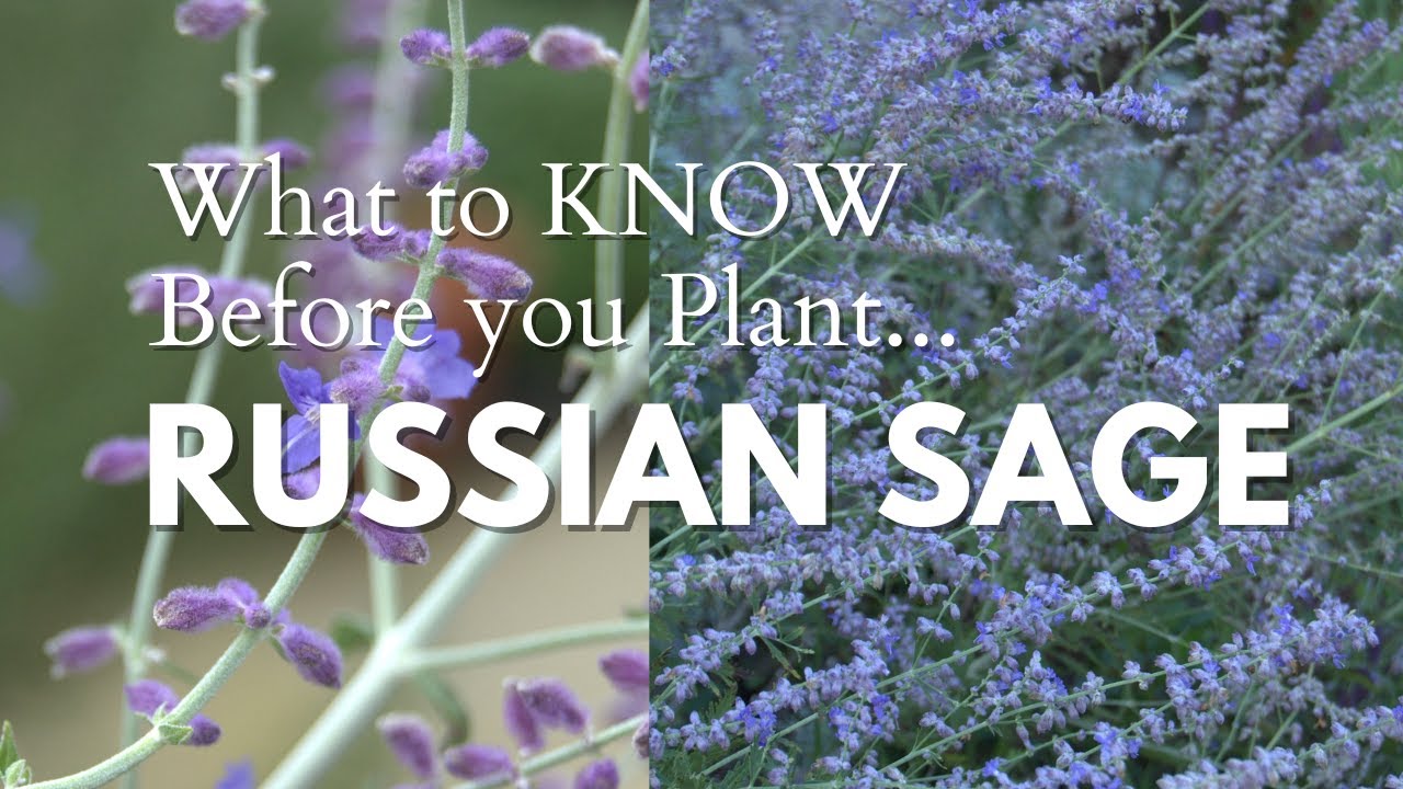 Sage Advice for Success with Growing Russian Sage in the Garden