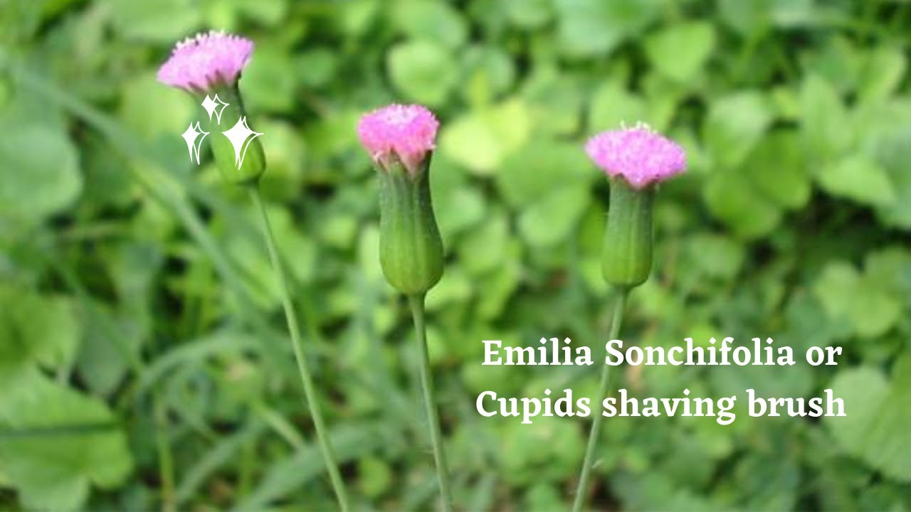 Herb with excellent remedy to cure tonsils/sinusitis/ears /eyes/throat/bleeding piles in English