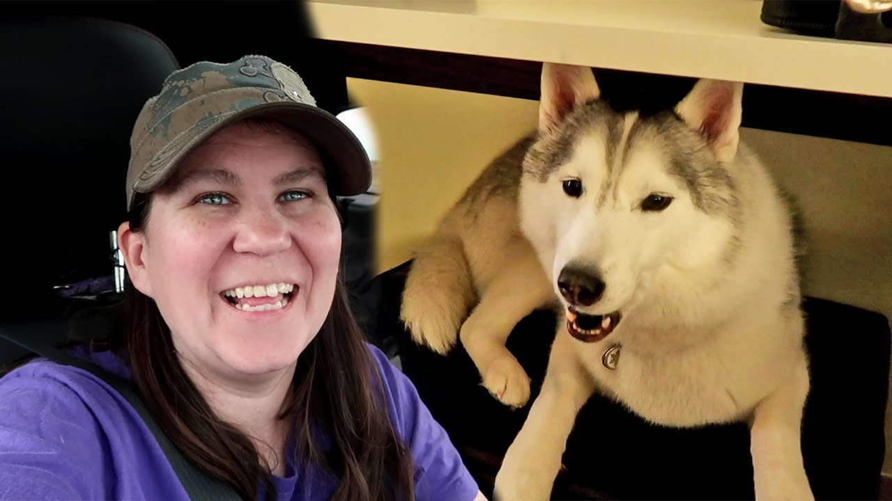 Husky Hidey Hole in a Hotel | Travel Vlog