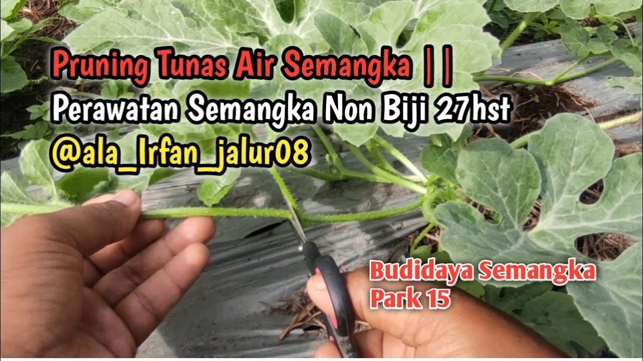 Pruning Tunas Air Semangka || Perawatan Semangka Non Biji 27hst