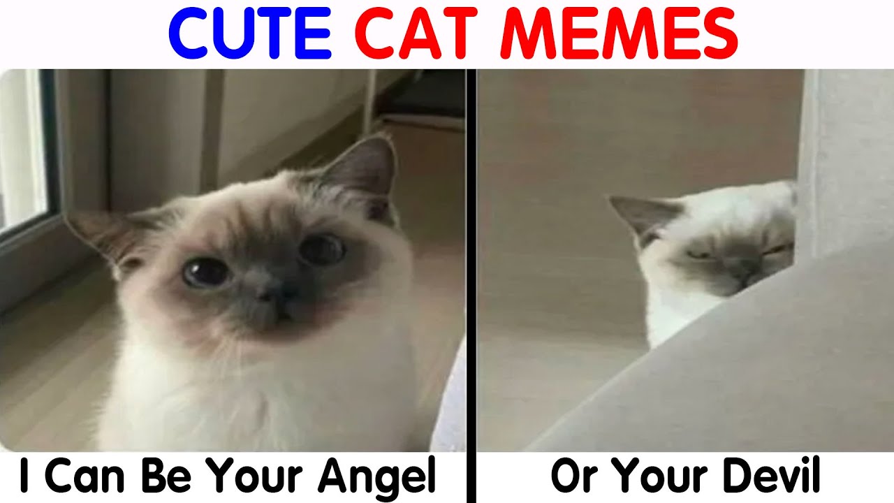 Hilarious And Cute Cat Memes, Here Are The 80 Best Ones - Cute Cats