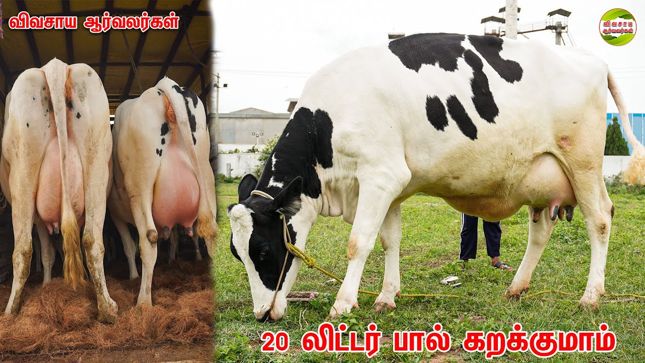 சினை ஊசி போடும் தருணத்தில் கன்றுகள்|சினை மாடுகள் #vivasayaarvalargal #farming #cintamani #cow #va