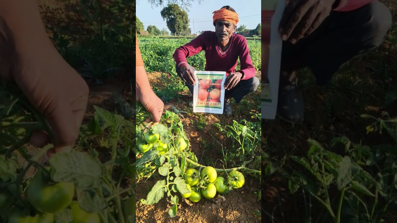 #remix #music #farmingtraditions #agriculturefarming #tomato #viralvideo
