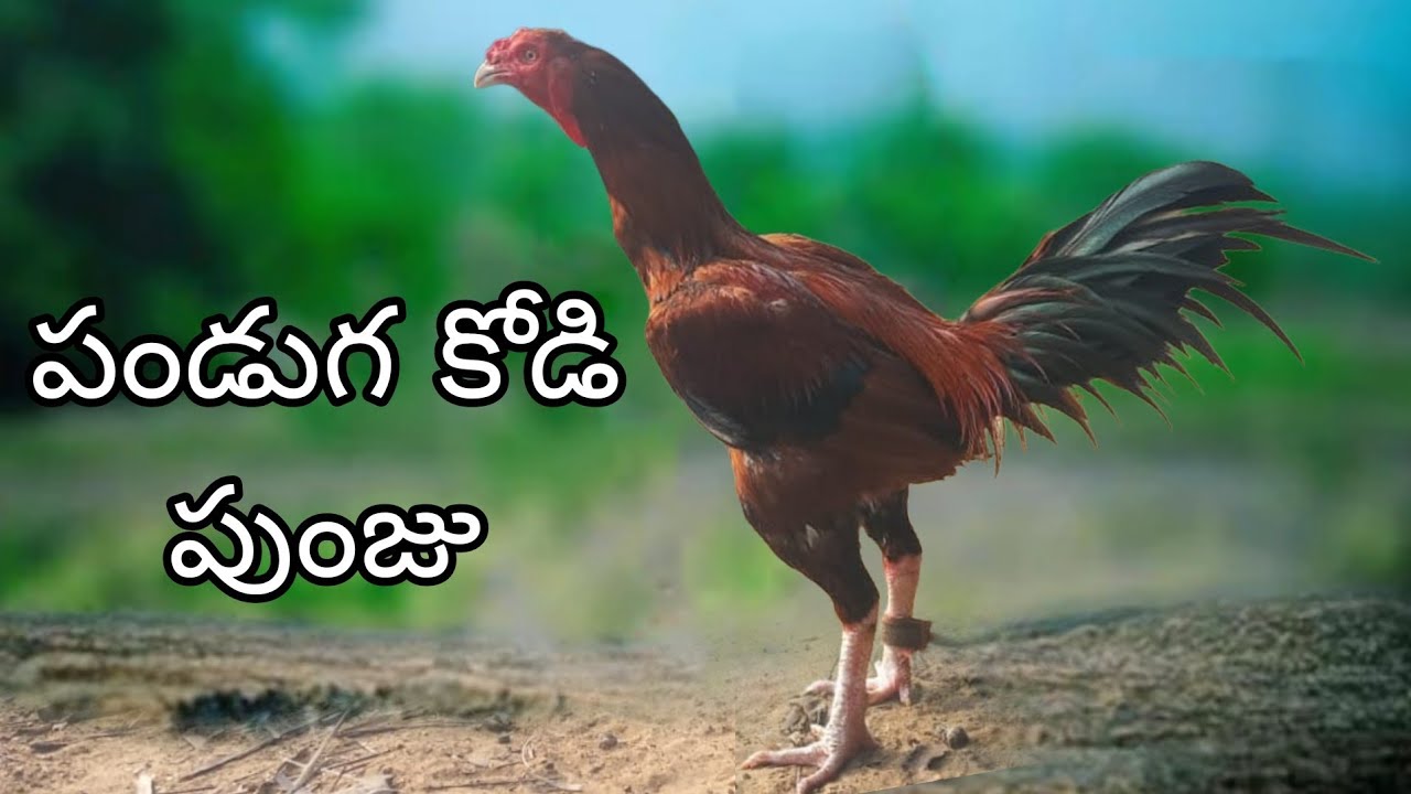 #KVR BREEDERS#thanks to all 🙏 bhimavaram chicks#peru cross chicks#chicks#patta punjulu#birds#chicken