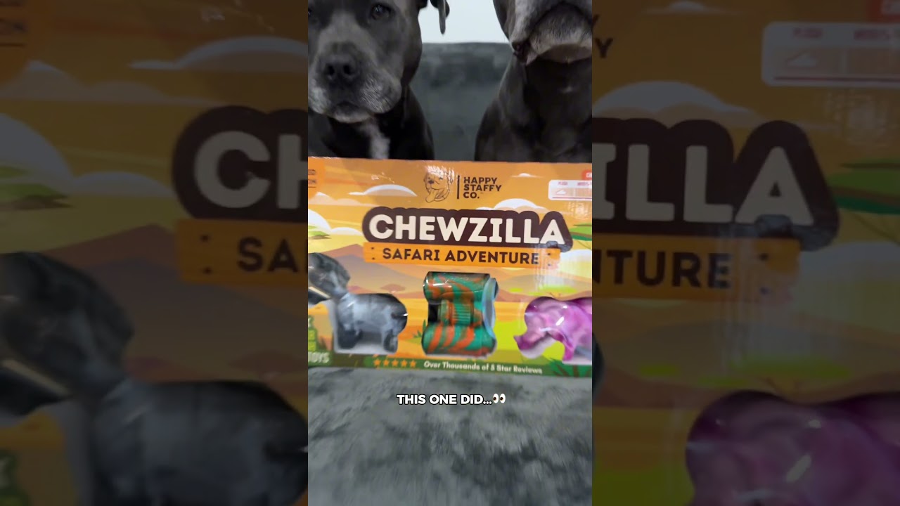 Chewzilla toys are built different. Link in bio👀 #dogtoys #dog #staffy #staffordshirebullterrier