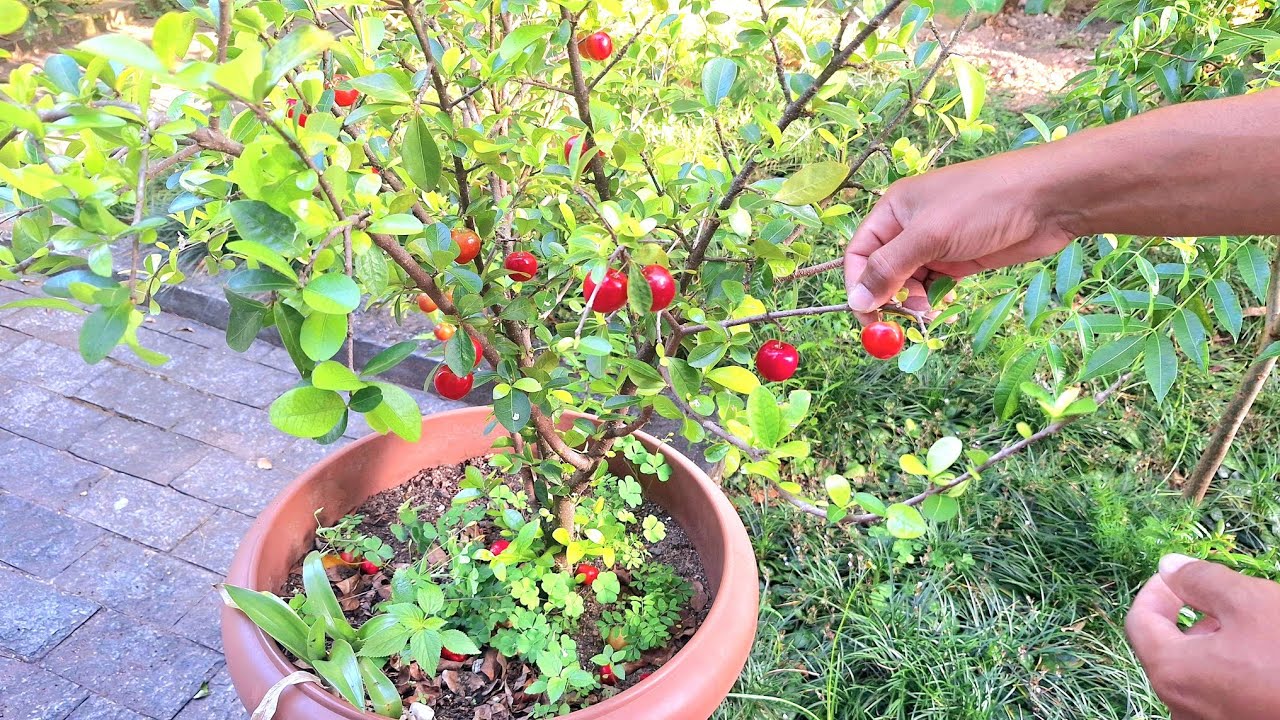3 Frutíferas Perfeitas para Entradas de Prédios 