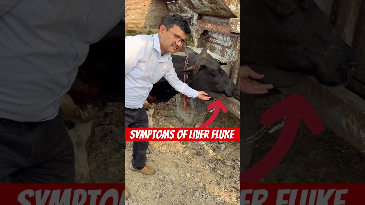 Symptoms of liver fluke l dr Umar khan