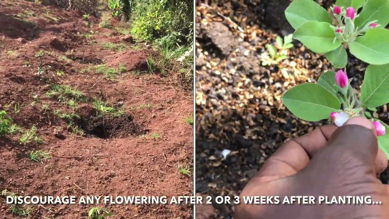APPLE 🍏GROWING IN KATENDE, UGANDA|OKULIMA EBIBALA E KATENDE,UGANDA. PART3 |AFTER 3 WEEKS & 1 MONTH
