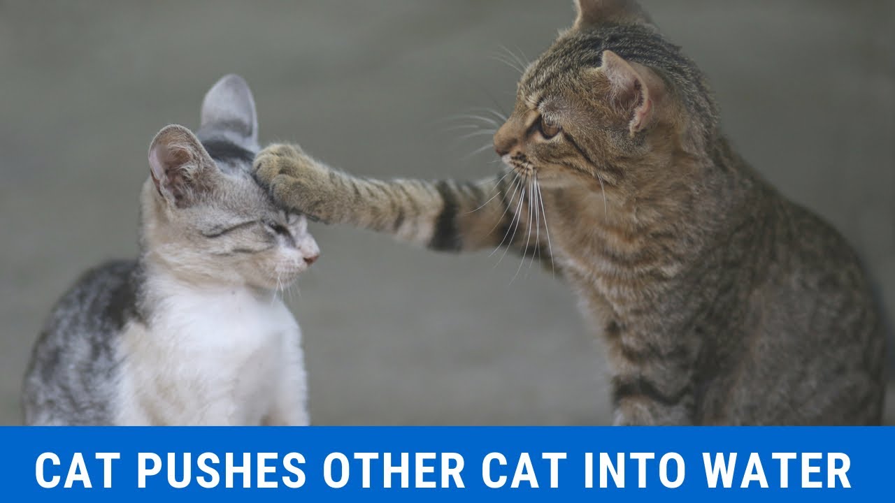 Funny cat videos | Jerk Cat pushes other cat into pool |  Cat Fights | Ninja cat fight