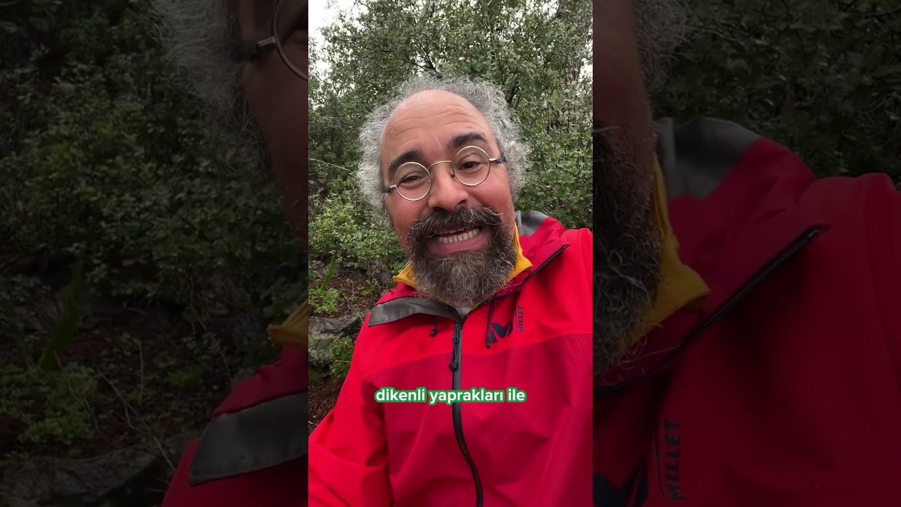 🌳🌳Herdem yeşil “MEŞE” türleri