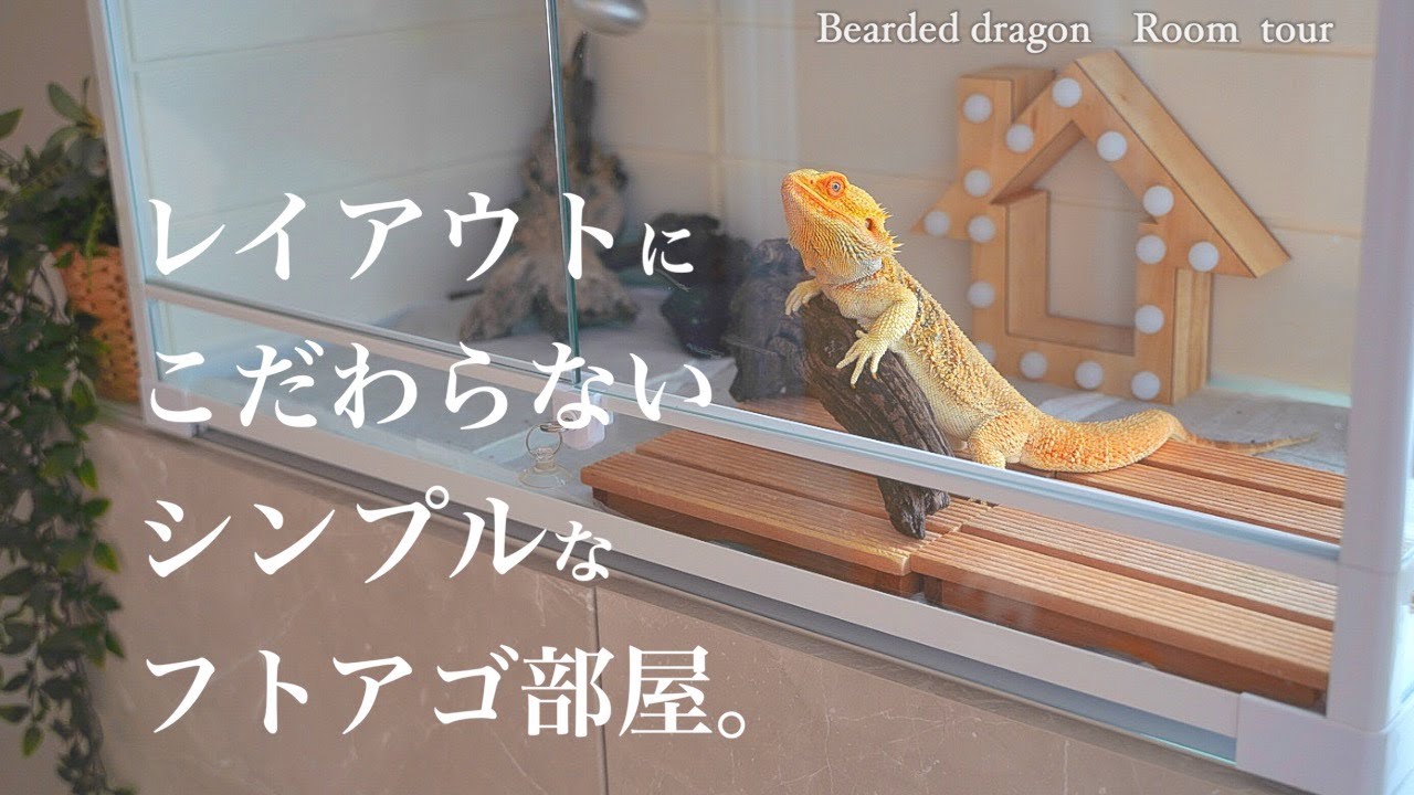 【ルームツアー】フトアゴヒゲトカゲの飼育部屋紹介  |  ケージレイアウト・爬虫類・シンプル・Room tour