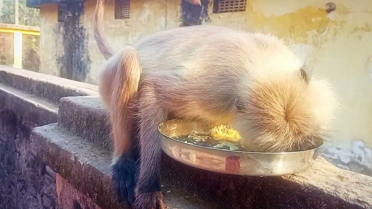 ভাতের থালা কেড়ে নিয়ে চলে গেল দেখো?#hunuman #viral #blog 