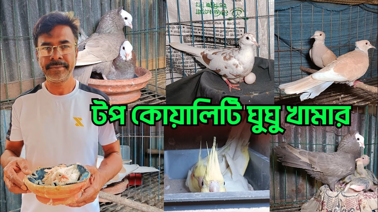 ঘুঘু পাখির ব্রিডিং আপডেট | ঘুঘু পাখির দাম | SK Aviary & Agro