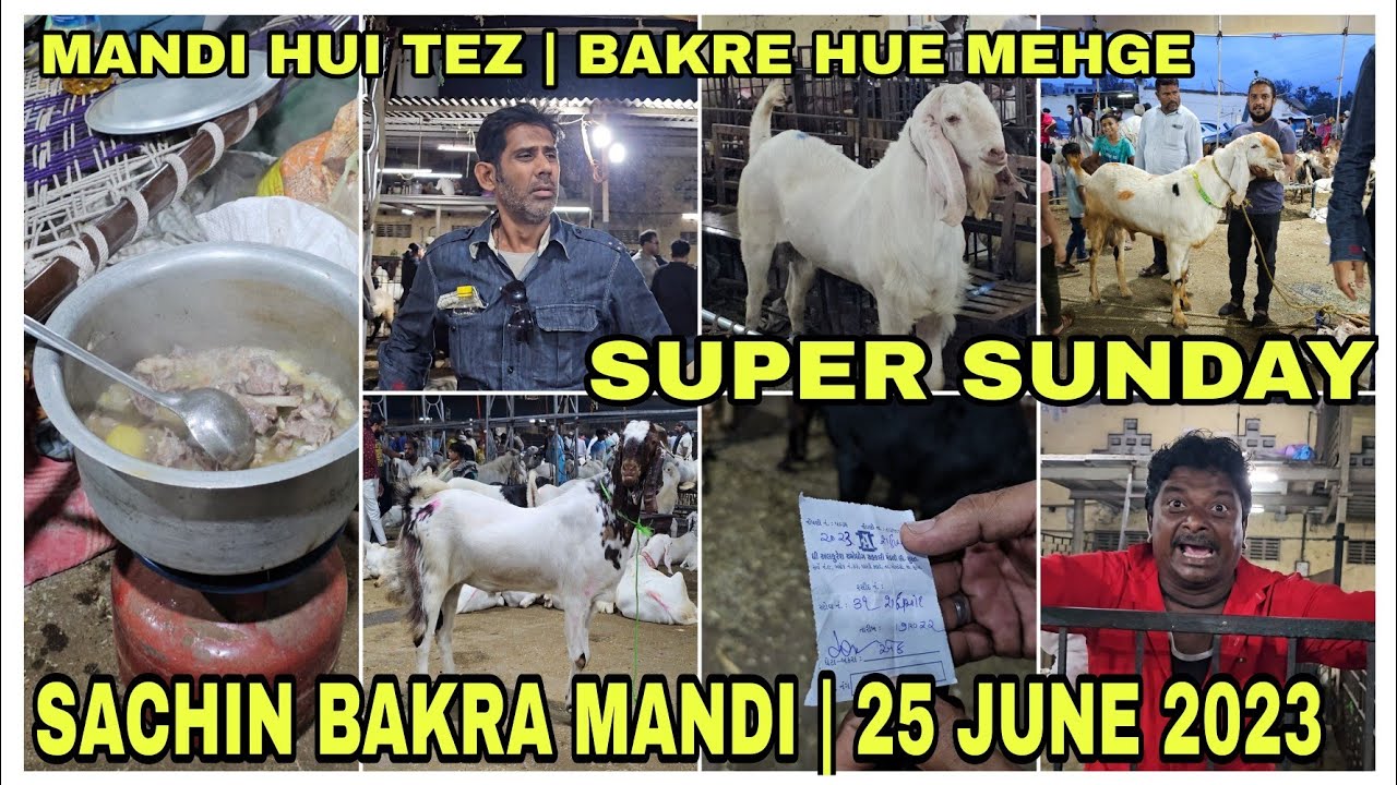 SUPER SUNDAY | MANDI HUI TEZ |SACHIN BAKRA MANDI JUNE 25 2023 | FUNN MASTI