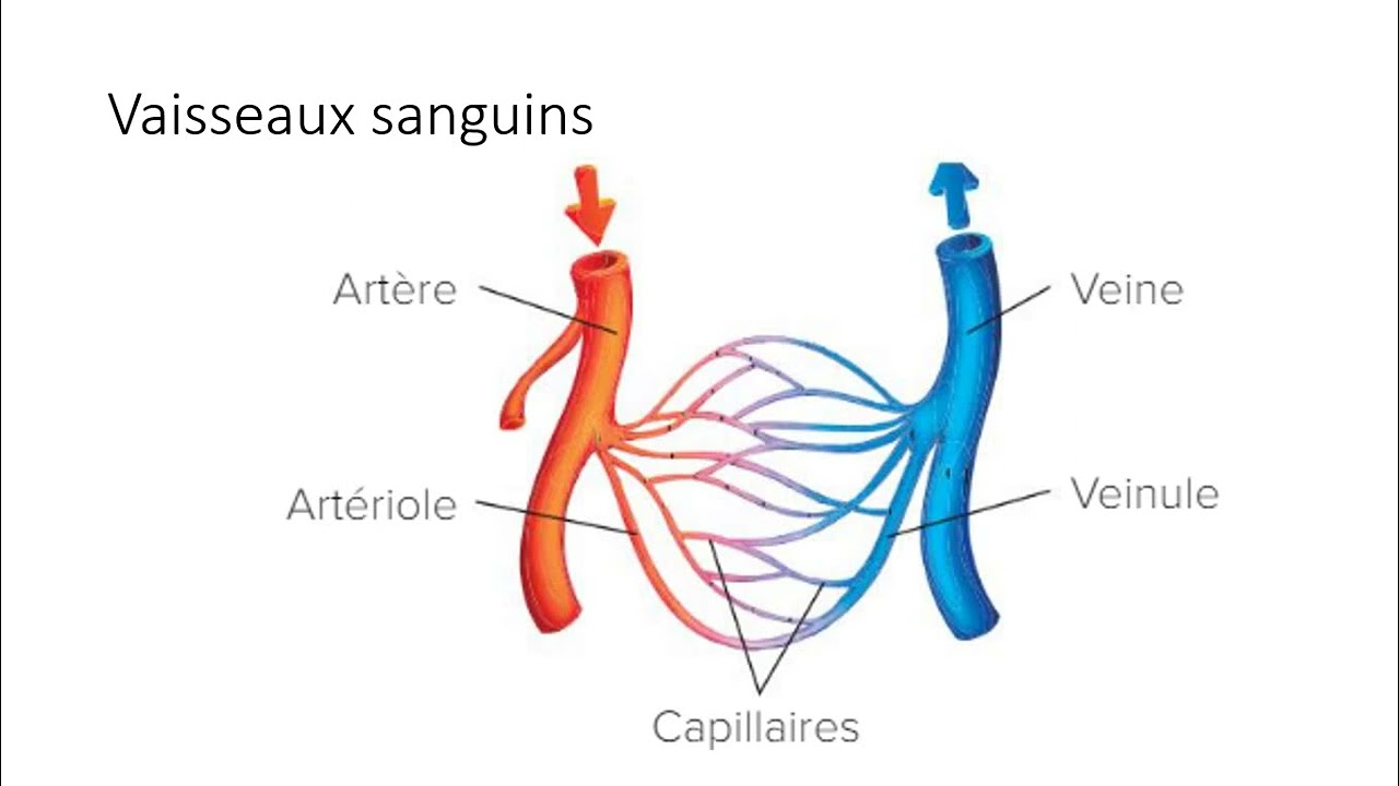 Sec 3 - 14 Circulation sanguine