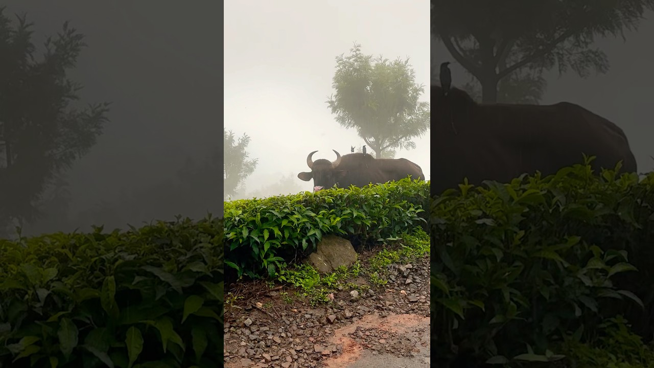 📍Kotagiri || Ooty  || GT650 #kotagiri #ooty #nilgiris #coonoor #vairalshorts #gt650 #youtubeshorts