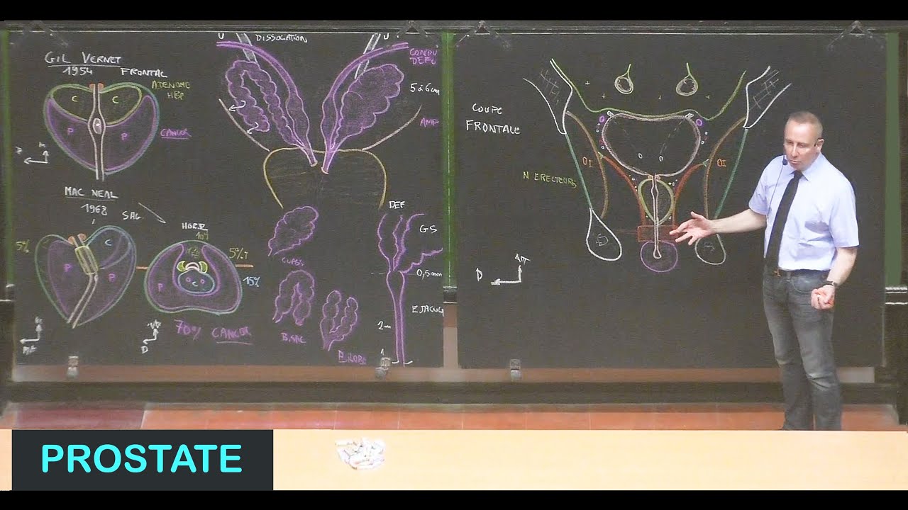 Anatomie de la prostate (Pelvis 9)