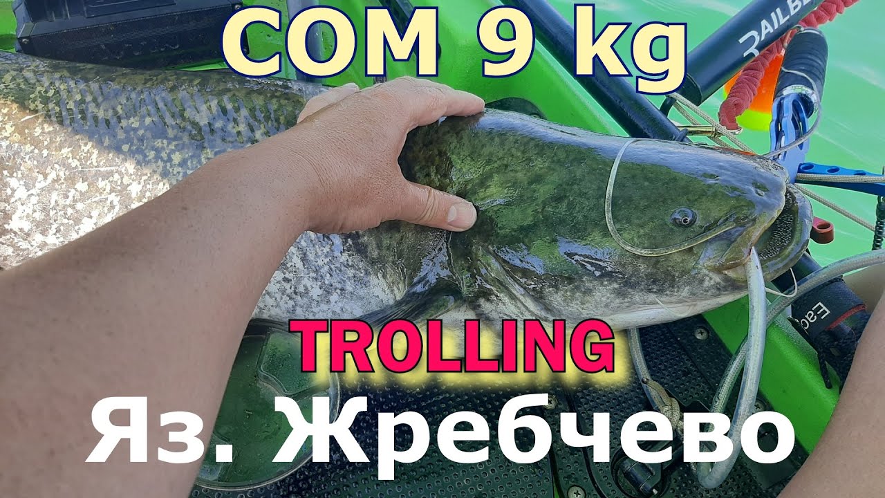 Яз.  Жребчево   сом 9 кг.   TROLLING