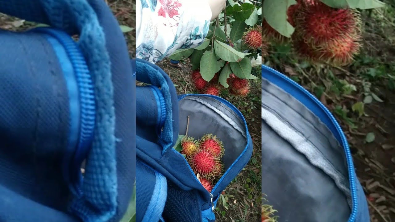 Panen Rambutan di kebunnya nenek