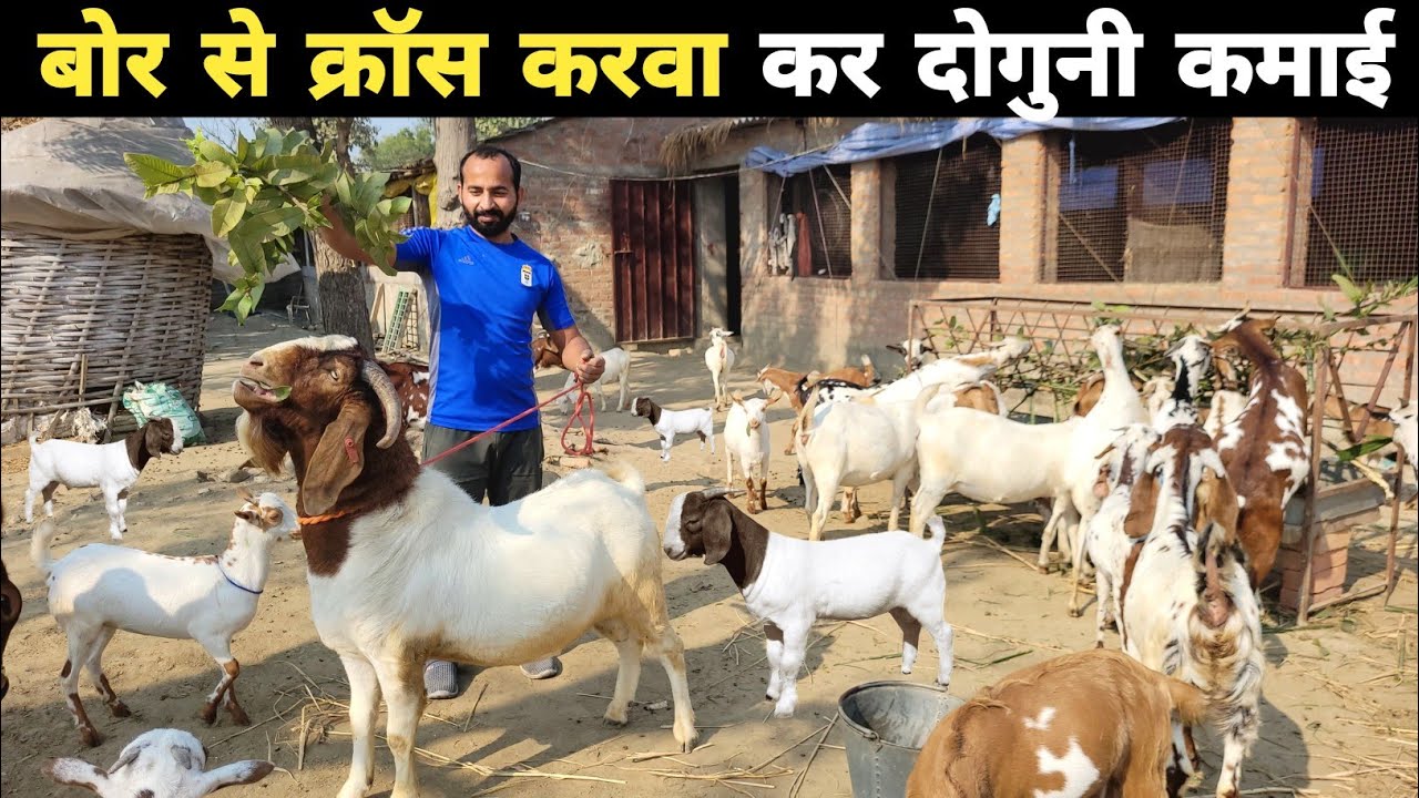 बोर से देसी और बराबरी का क्रॉस करवा के दुगनी कमाई करता हूं | Boer goat farming in india