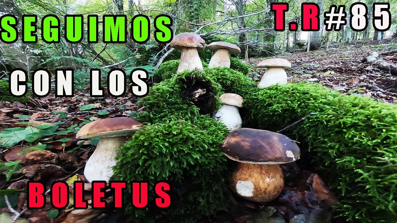👉SEGUIMOS CON LO BOLETUS🍄 (EDULIS,AEREUS...)