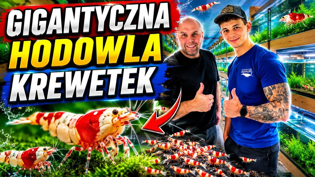 Najwieksza hodowla krewetek w Polsce!